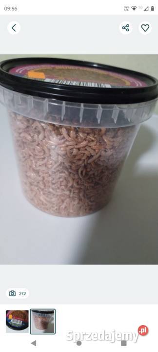 Sprzedam suszony Gammarus