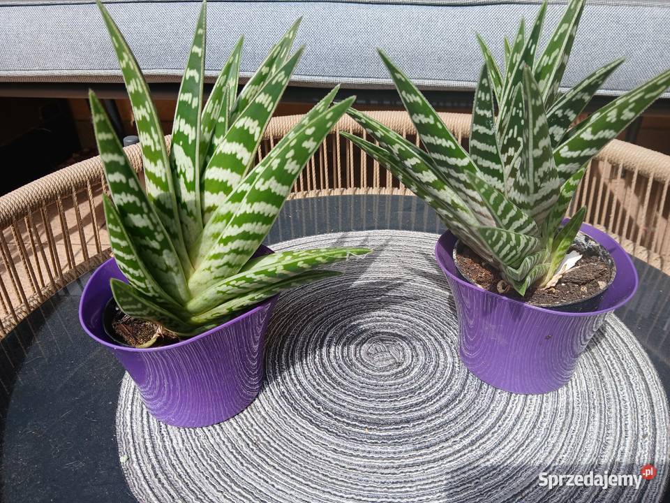 Aloes pstry małopolskie Nowy Sącz