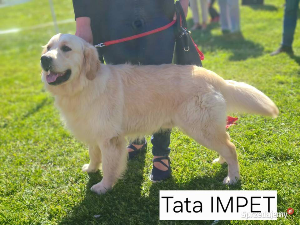 Golden Retriever szczeniaki Wilkowa