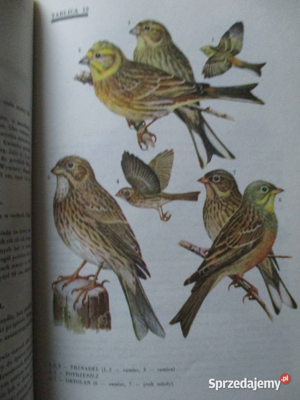 Ptaki przyroda flora fauna natura łódzkie Łódź