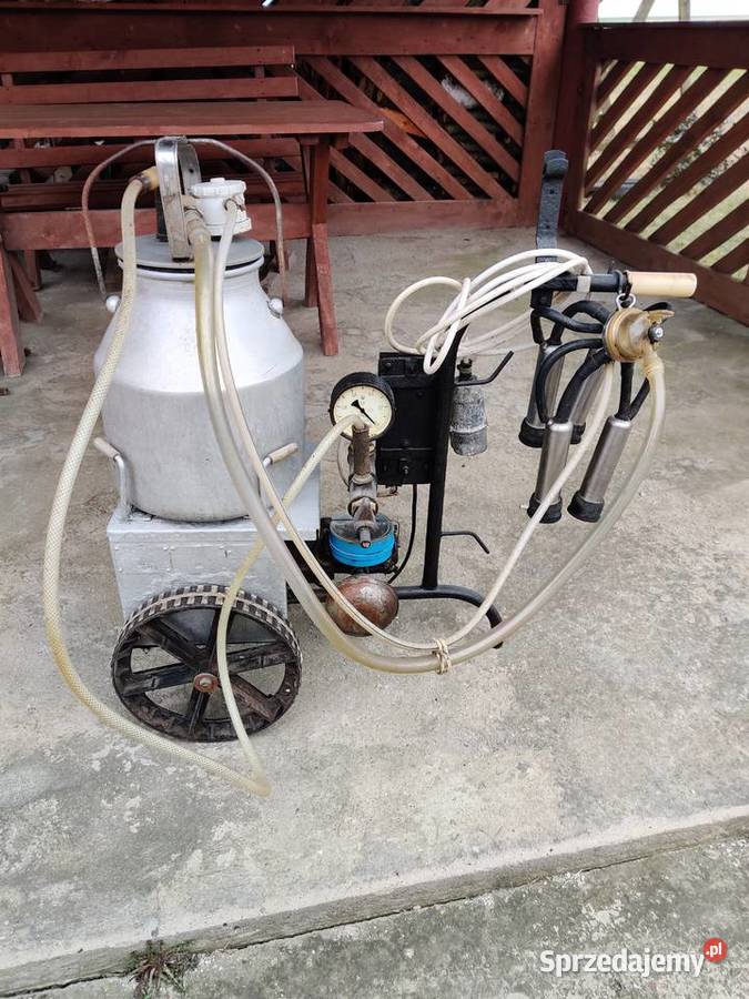 Dojarka konwiowa wielkopolskie Morzyczyn