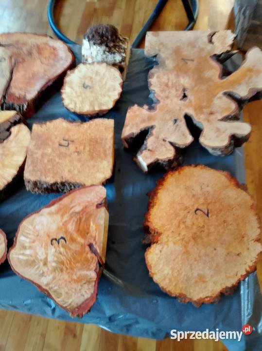 Czeczot topola klon akacja kasztan Nowy Tomyśl