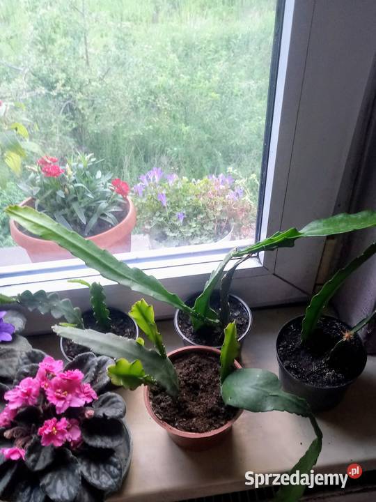 Epifilium Epiphyllum sukulent Skierniewice sprzedam