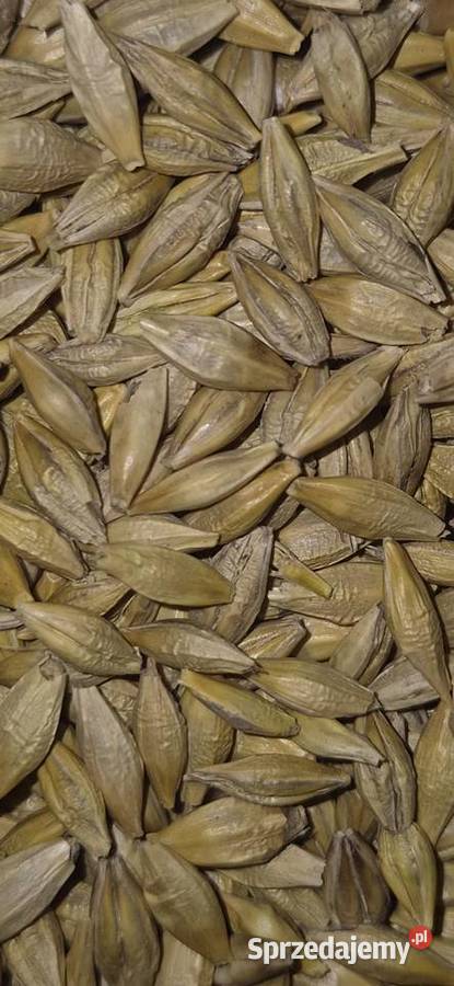 Jęczmień jary Rozprza