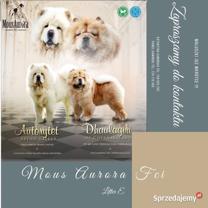 Chow chow FCI ZKwP Gubin