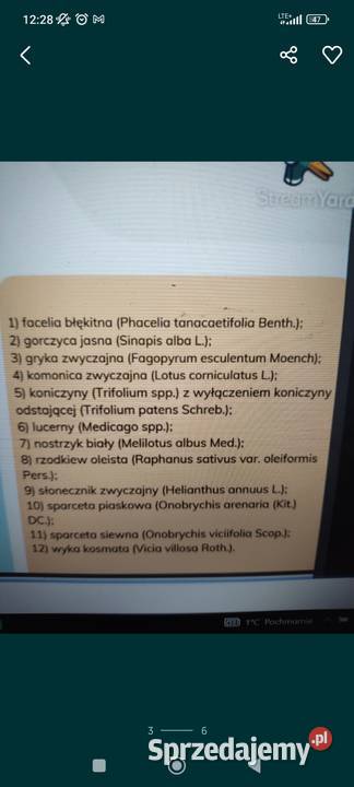 zapylanie upraw facelia nostrzyk ogórecznik