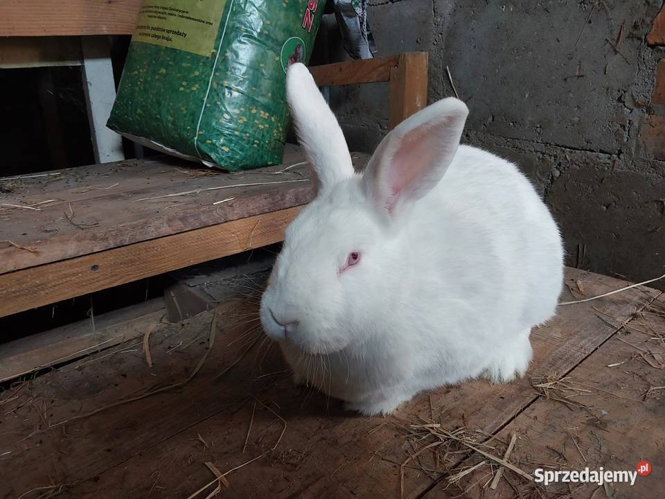 Sprzedam samice nw biała Gryzonie Parczew