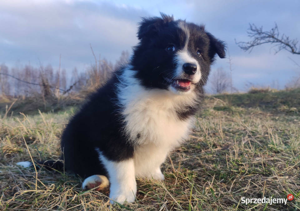 PIĘKNA Suczka BORDER COLLIE z Hodowli Rasowa z Kraków