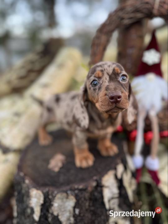 Wyjątkowa Sunia Jamnik miniaturowy Choco merle z