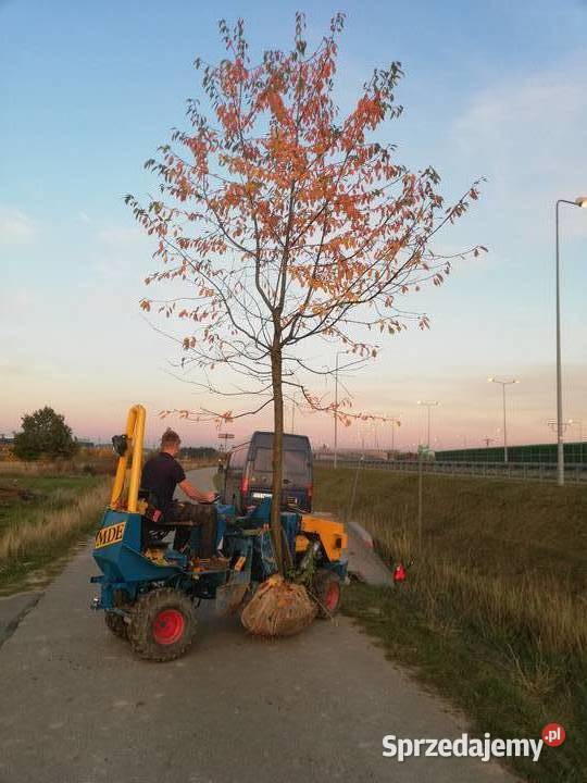 Drzewa formowane Lipy formowane Drzewa Liściaste Ogród Łódź