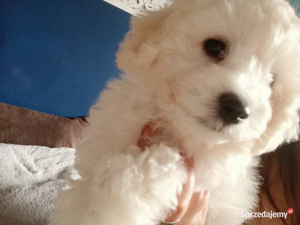 Bichon frise szczeniaczki Koszalin sprzedam