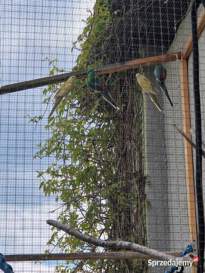 Sprzedam papugi opolskie Krasowa