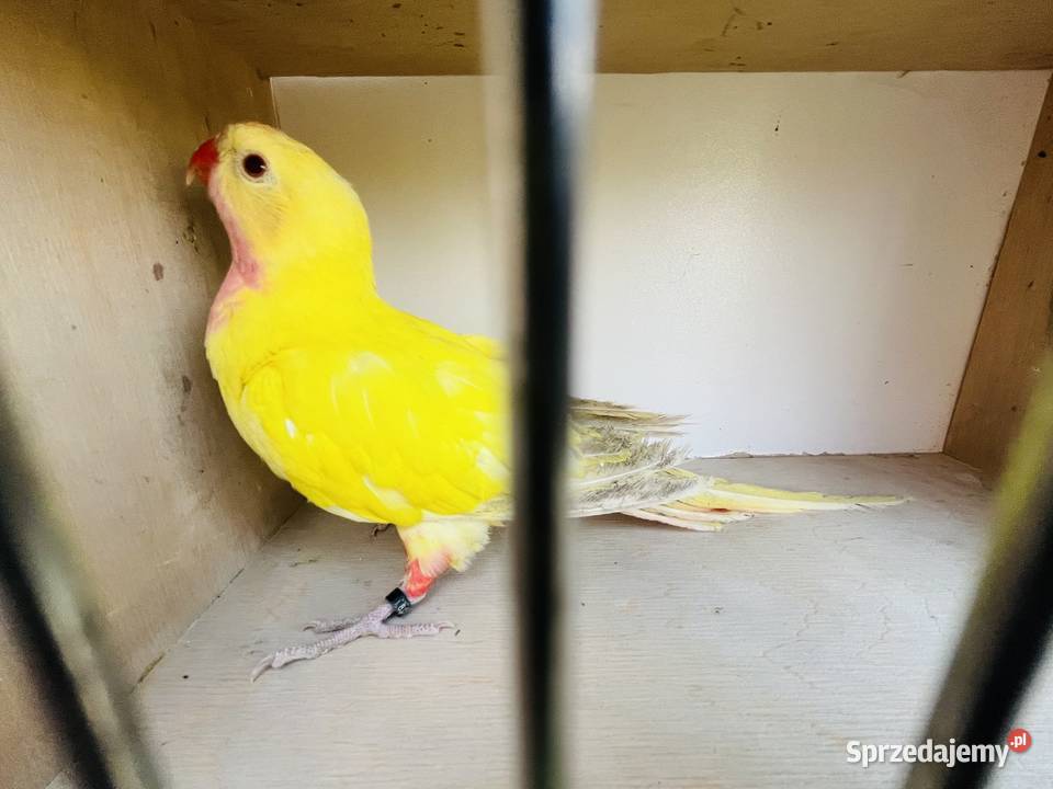 Księżniczka Walii samiec lutino śląskie sprzedam