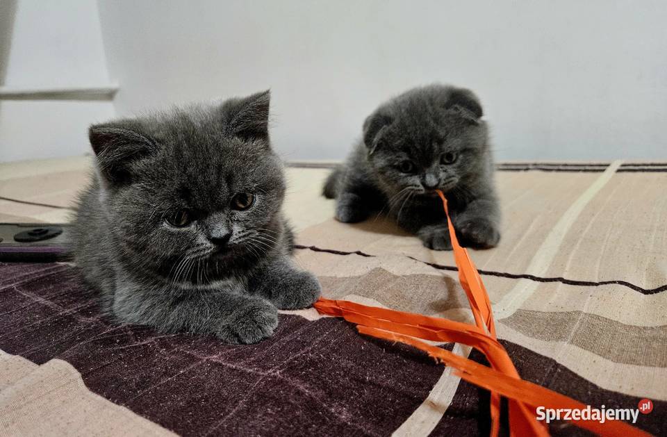 Koty rasowe Brytyjski Zwierzęta Warszawa