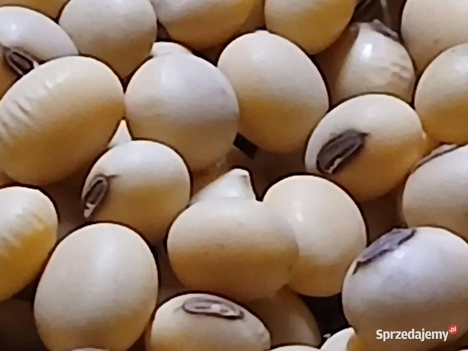 Soja Aurelina Markuszowa sprzedam