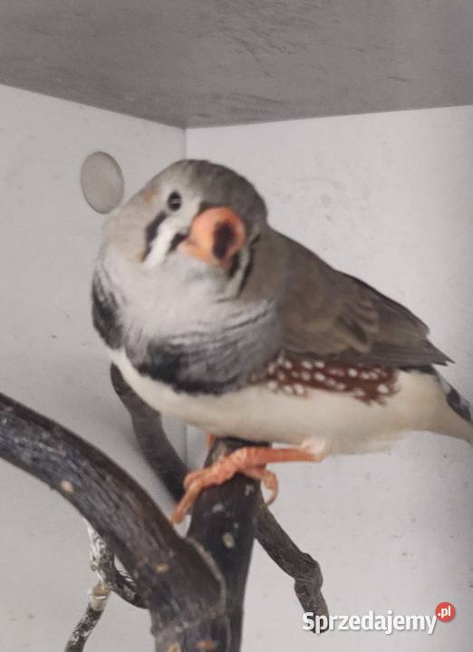 Zeberki amadyny zebrowate