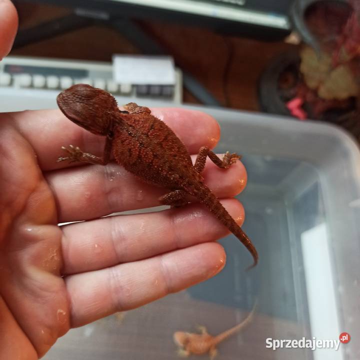 Agama Brodata Jaszczurka Początkujących Błonie