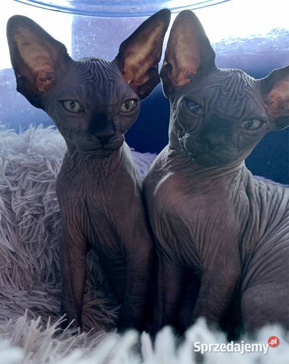 3 Kocurki kastracji 7 15r Płatna Adopcja Warszawa sprzedam