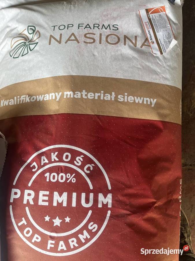 Pszenica jara Licamero Materiał siewny Bodziejowice