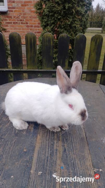 Samiec Kalifornia waga ok 35 świętokrzyskie