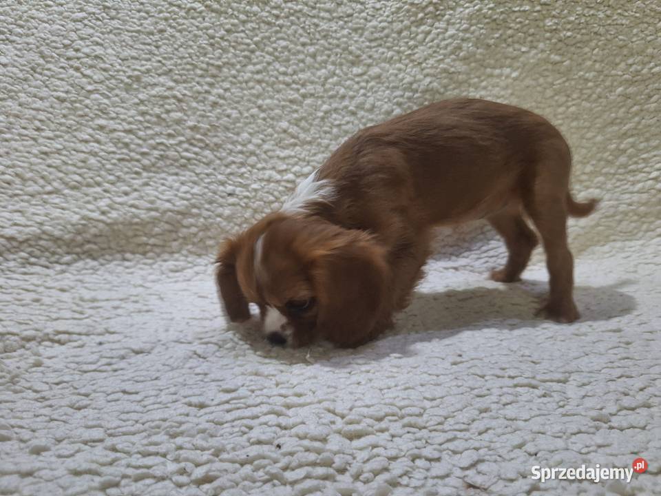 Cavalieki małe szukają domu pełnego miłości