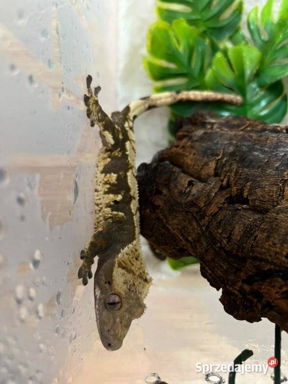 Gekony orzęsione Radom sprzedam