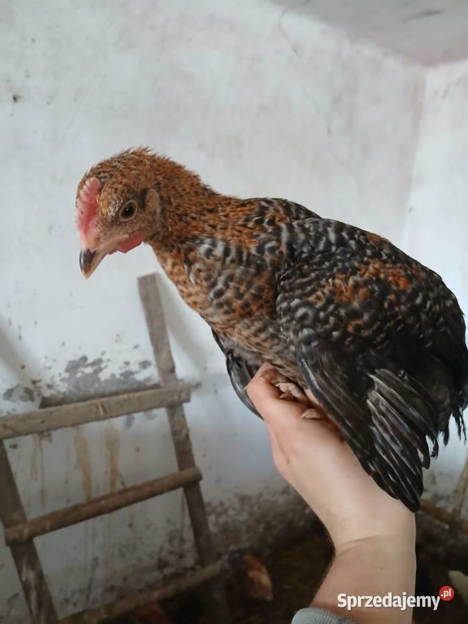 Koguty kury piskleta rolnika Drób i ptactwo śląskie