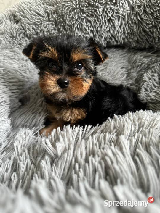 Dziewczynka Yorkshire Terrier Wyprawka Chip Częstochowa