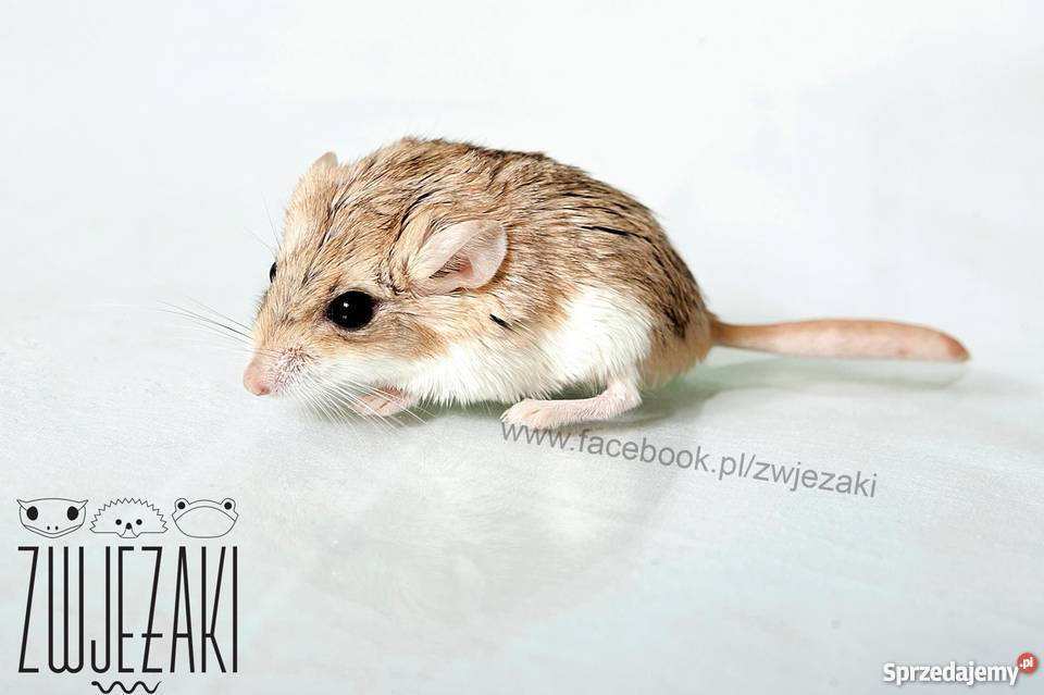 Tłustogon Afrykański samce samice Poznań