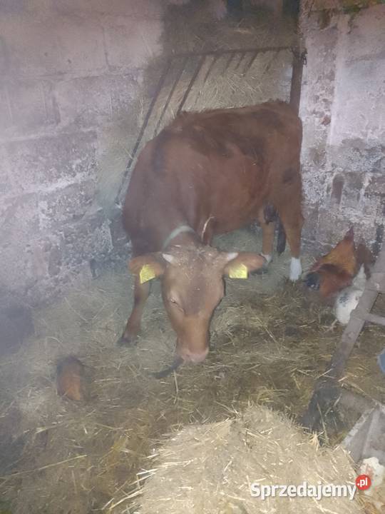 Sprzedam jałówkę do dalszego chowu Miechów