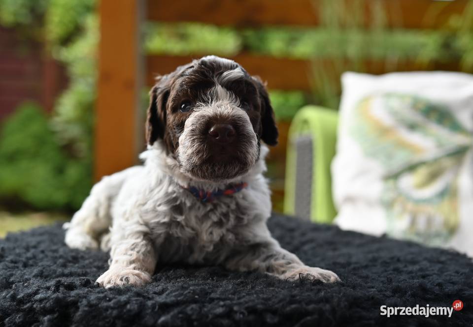Lagotto Romagnolo FCI Rybnik