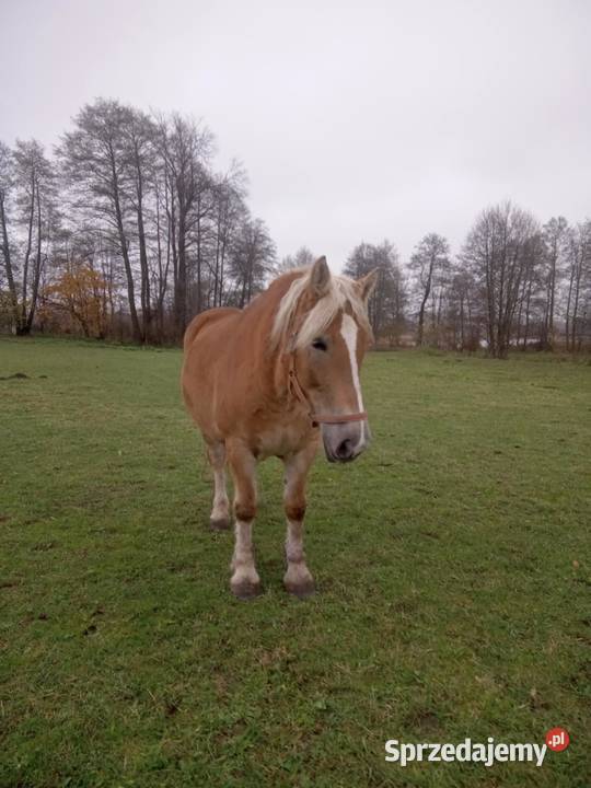 Klacz zimnokrwista Siemień