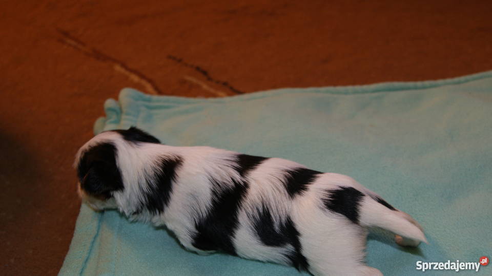 york biewer Głogów