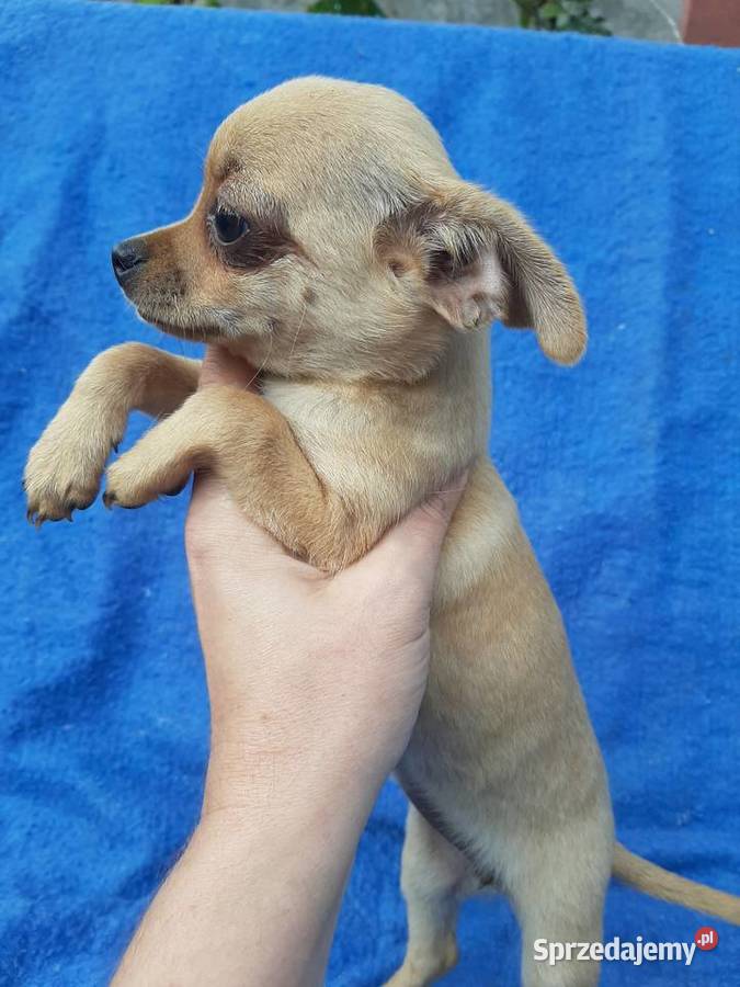 Suczka chihuahua z rodowodem w ręce Leoncin sprzedam