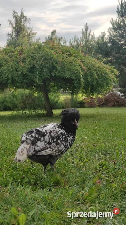 Kury ozdobne Silki Czubatki Ełk