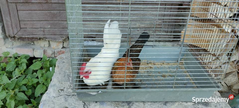 Kury karzełki liliputy Tokarówka