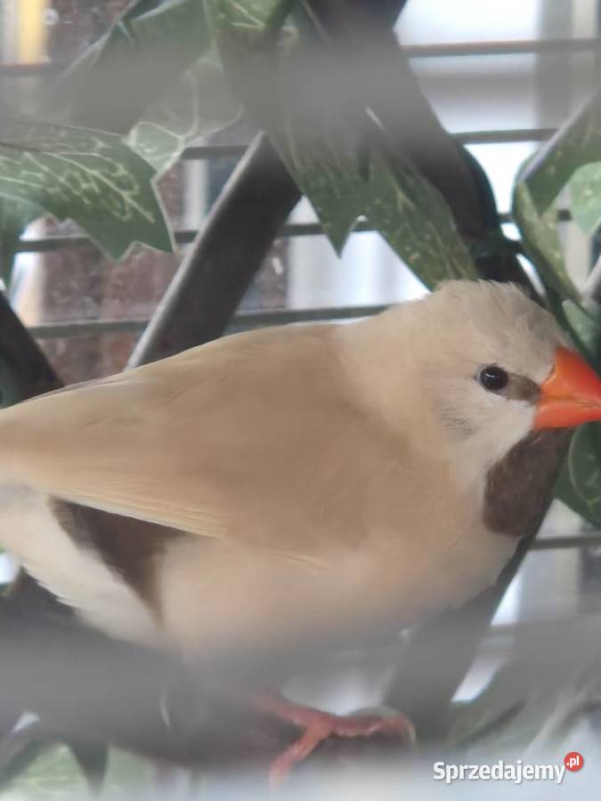 Amadyna ostrosterna Szczecin sprzedam