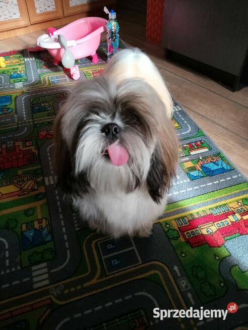 Sprzedam psa Shih tzu sprzedam