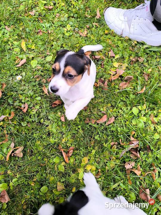Jack Russell Terrier Łowce