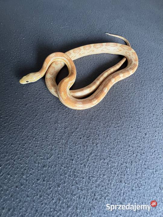 mam do zaoferowania węża zbożowego Dąbrówka