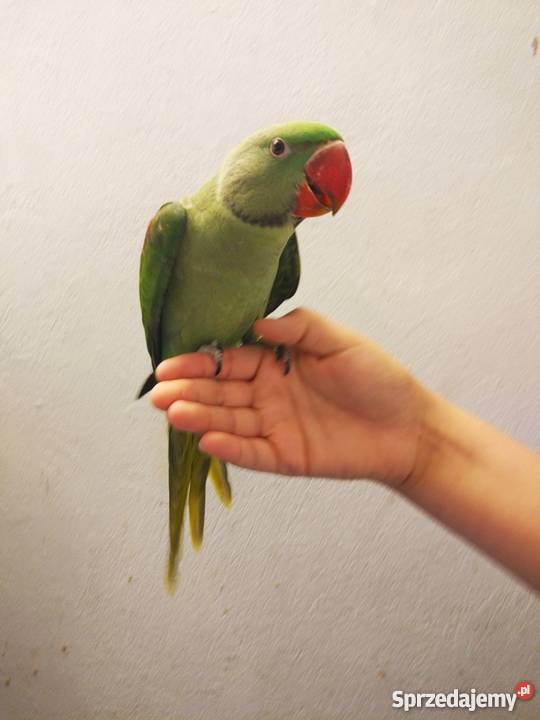 Aleksandretta WIELKA Psittacula eupatria 3 z wielkopolskie