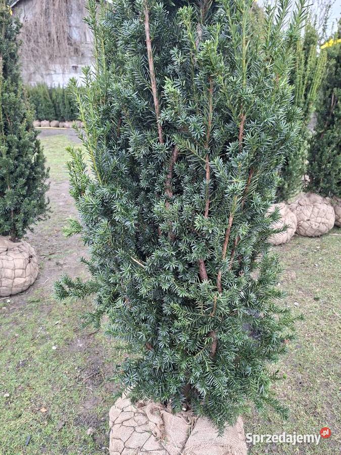 Mega Wysoki Żywopłot Cis Hicksii Mszczonów