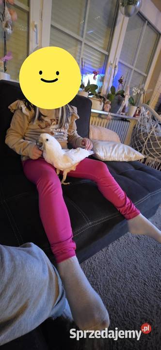 Papuga kakadu Alba samica Ptaki Szczecin