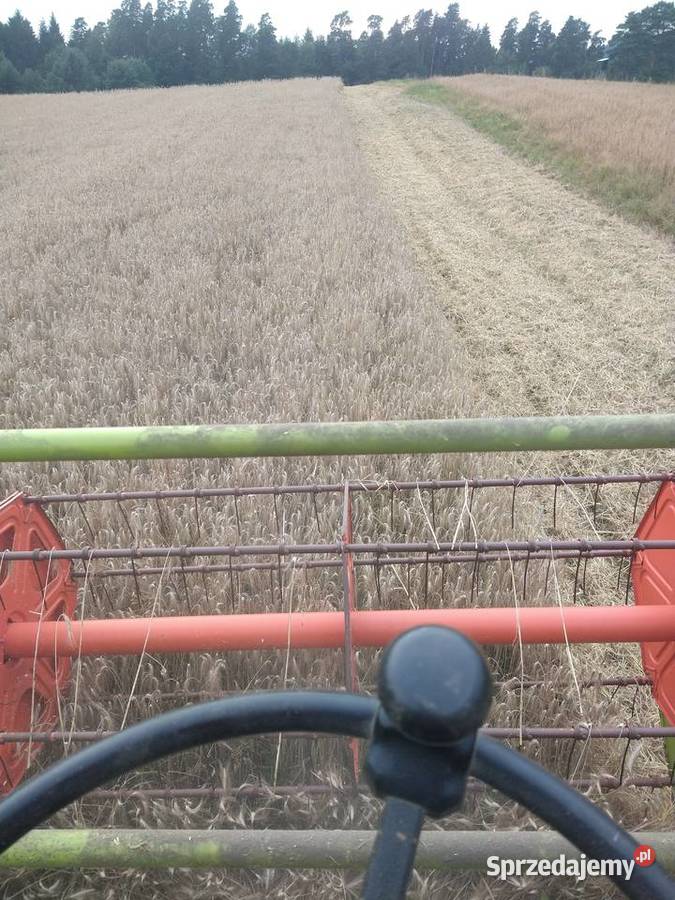 Zboże owies pszenżyto żyto