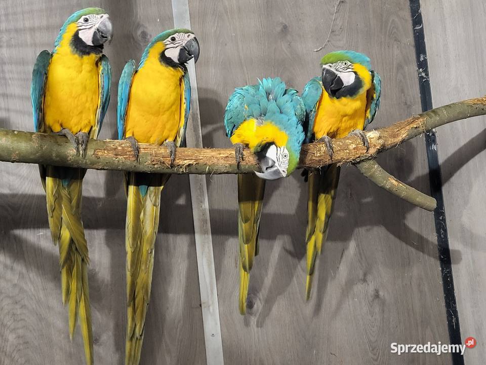 Ara ararauna 2025 r Aleksandrów Kujawski