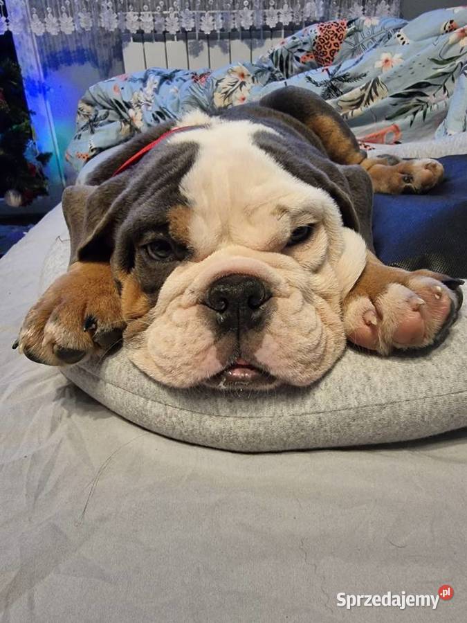 Sprzedam slicznego szczeniaka buldog Buldog Limanowa