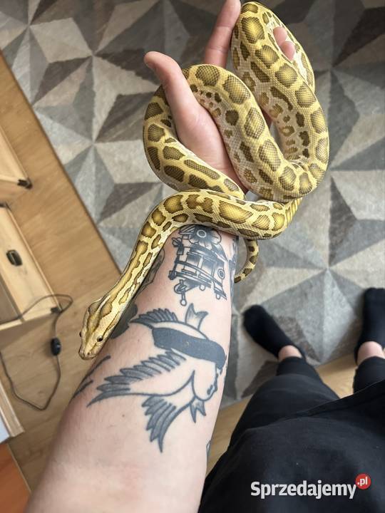 Pyton Birmański Python Bivittatus het Pied het Suchedniów