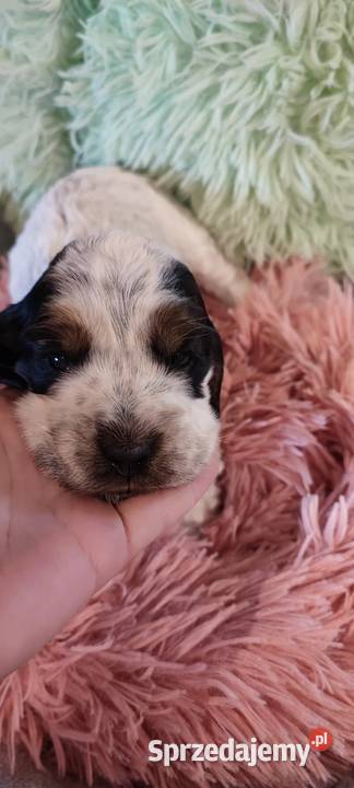 Szczenięta cocker spaniel angielski blue roan Bielsko-Biała