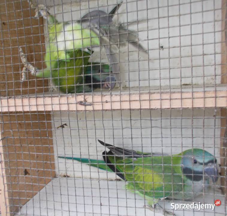 Aleksandretty chińskie Kościan