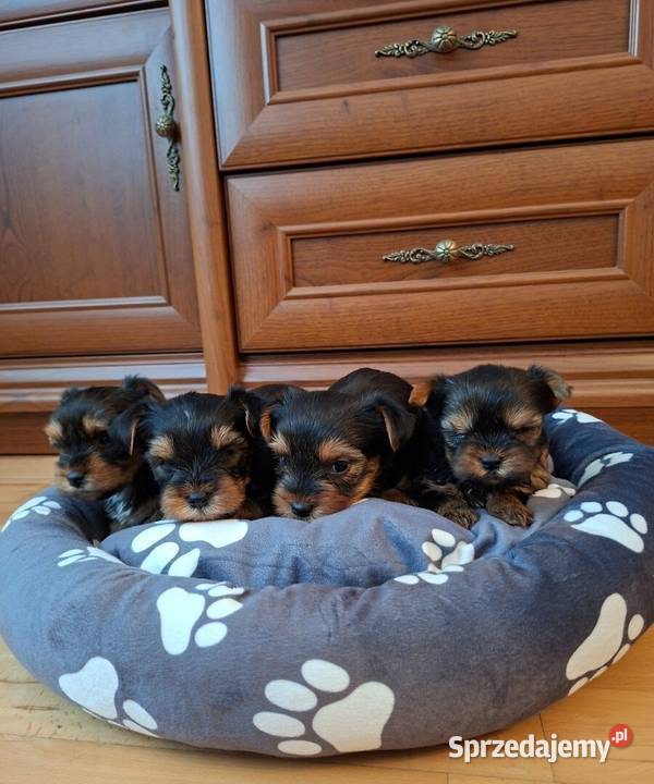Yorkishe terrier śląskie Żory